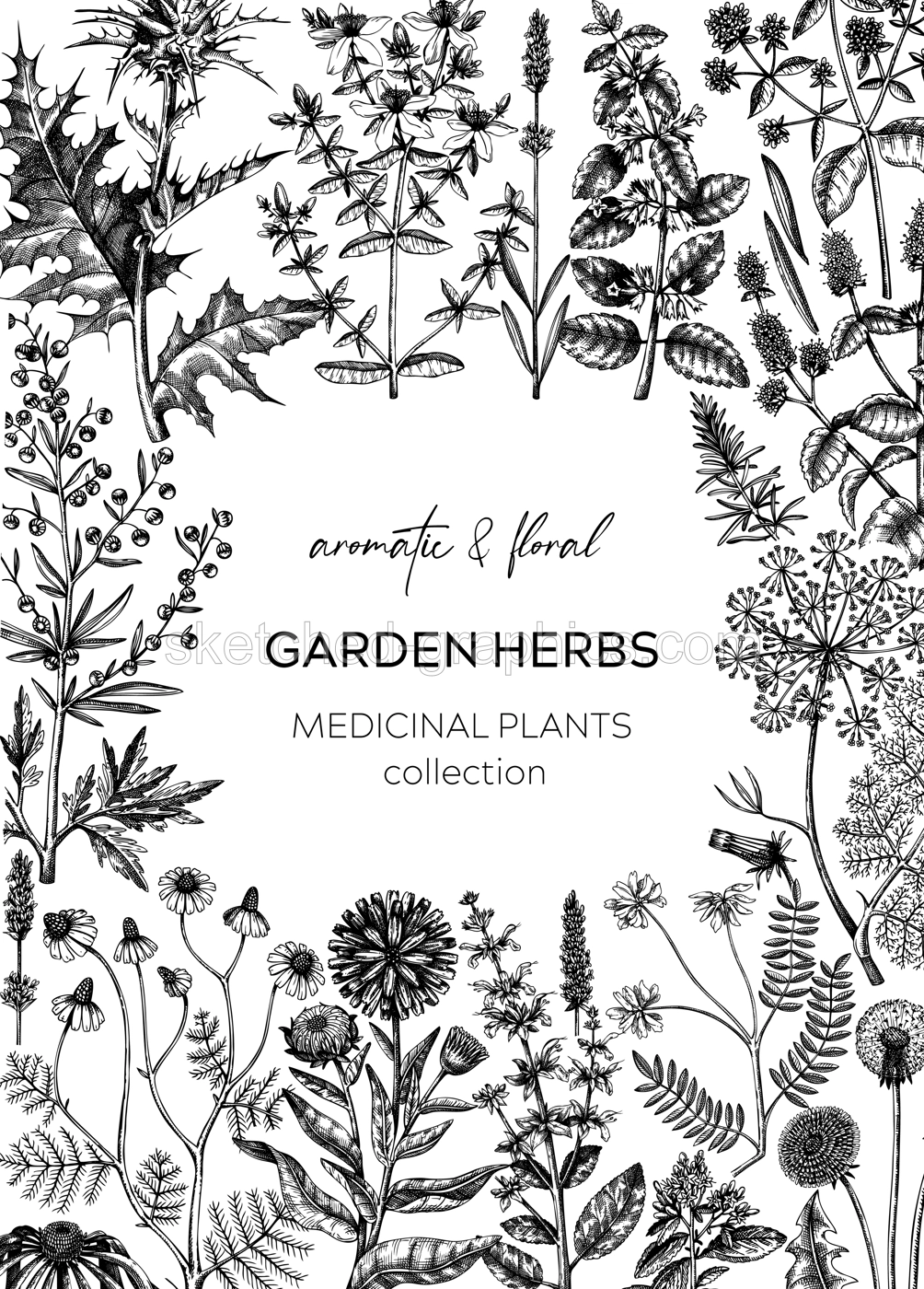 Vintage herbs card or invitation. Aromatic plants frame in sketched style. Botanical design for cosmetics, herbal medicine, herbal tea ingredients. Floral banner Illustration